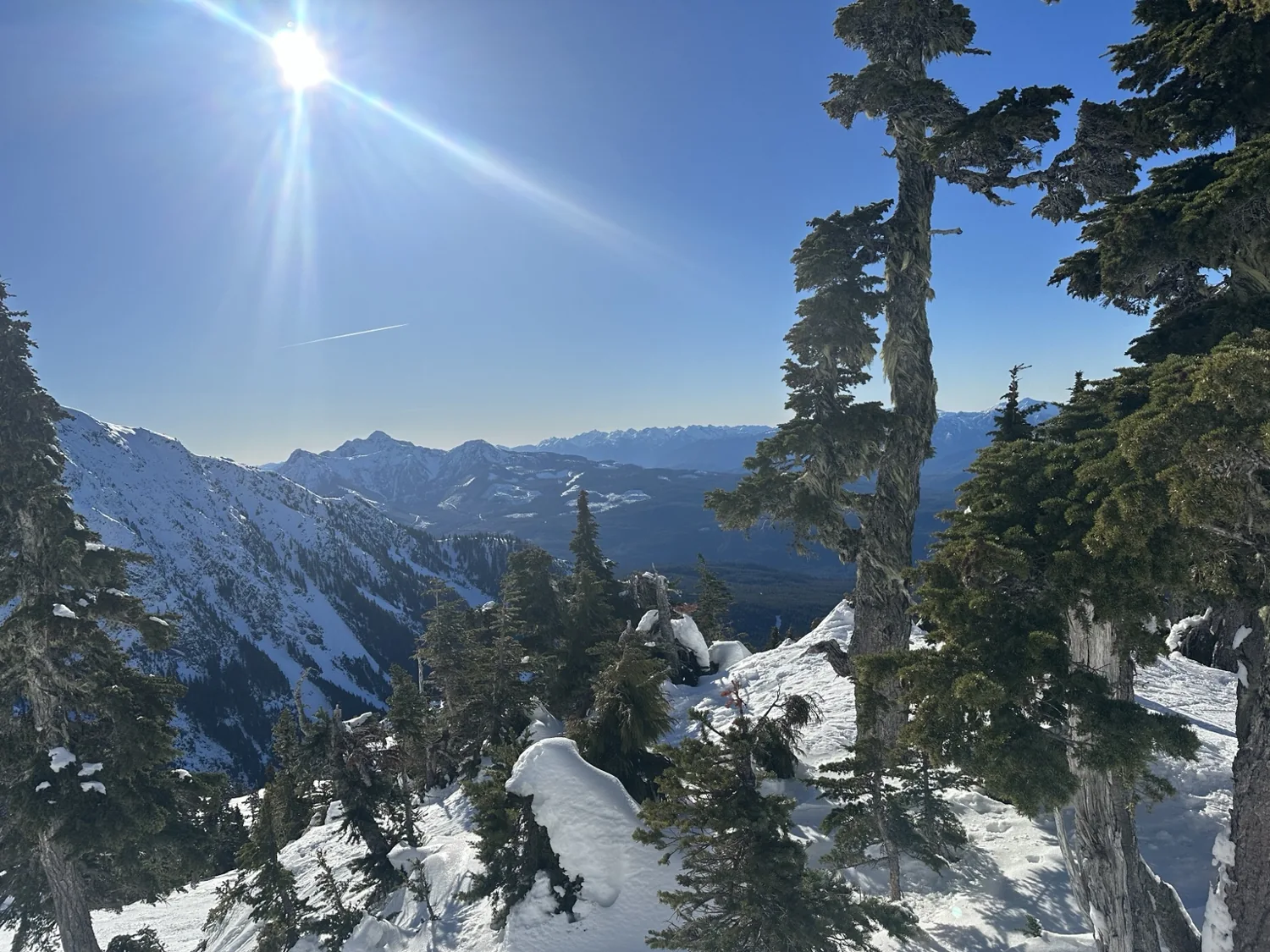Snowy mountain slopes and evergreens under a clear blue sky
